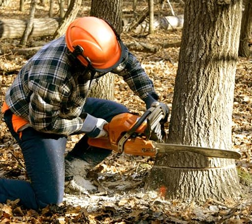 Tree Removal in Eure, NC